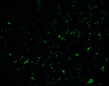 VCL Antibody