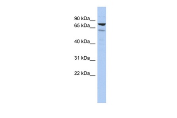 LRIF1 Antibody
