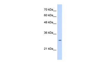 LRRC59 Antibody