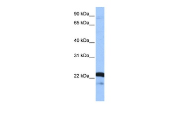 SRSF9 Antibody
