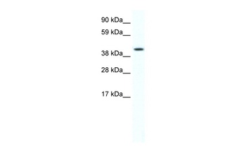 Foxf1 Antibody