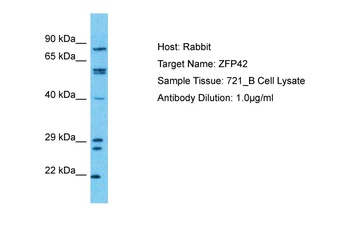 ZFP42 Antibody