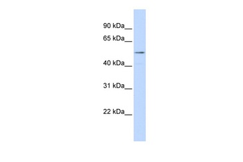 SUV420H1 Antibody