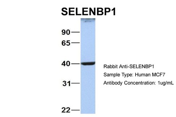SELENBP1 Antibody