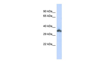 KRTAP24-1 Antibody