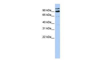 LONRF3 Antibody