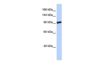 SIDT2 Antibody