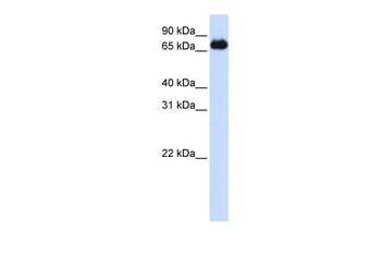 FOXK2 Antibody