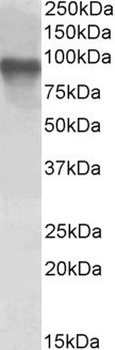 Cyb5r3 Antibody