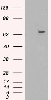 STAG2 Antibody