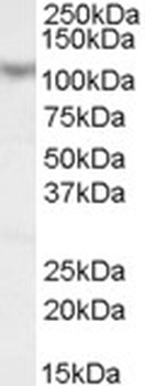 MAML1 Antibody