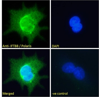 IFT88 Antibody
