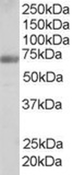 FNBP1 Antibody