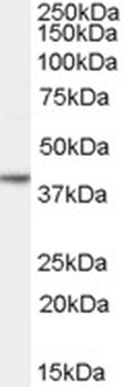 VDR Antibody