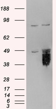 TFPI Antibody