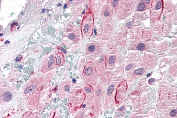 SPP1 Antibody