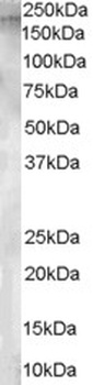 SPP1 Antibody
