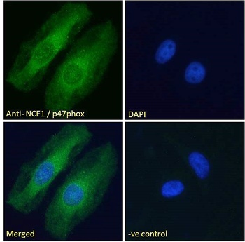 NCF1 Antibody