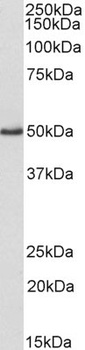 AIFM1 Antibody