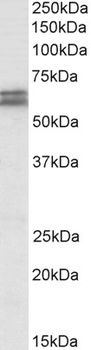IFNAR1 Antibody