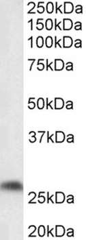 P2rx4 Antibody