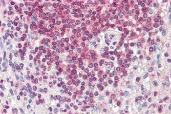 P2rx4 Antibody
