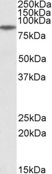 Cyb5r3 Antibody