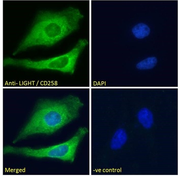 Klk6 Antibody