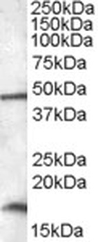 TXK Antibody