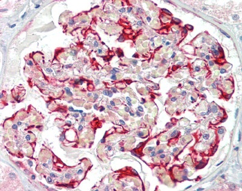 DDR1 Antibody