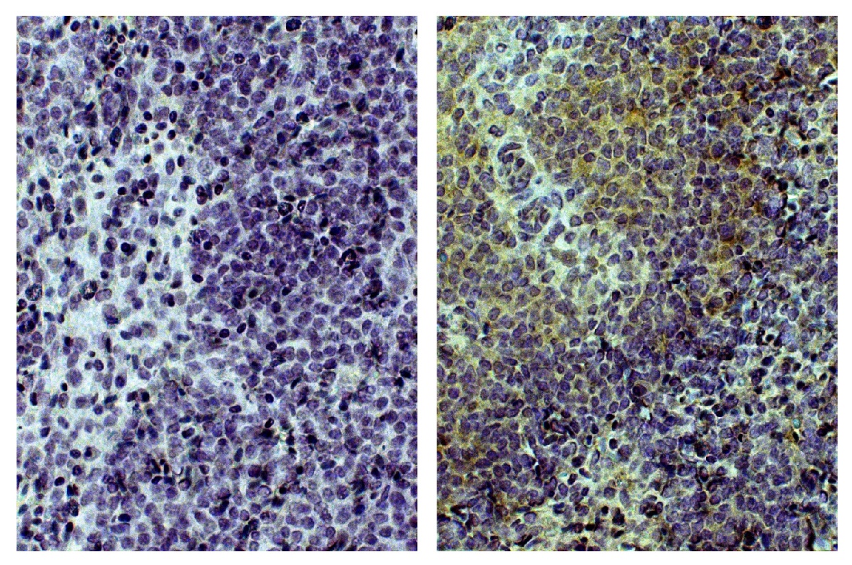 CD3D Antibody