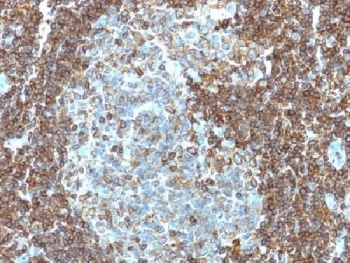 CD3E Antibody