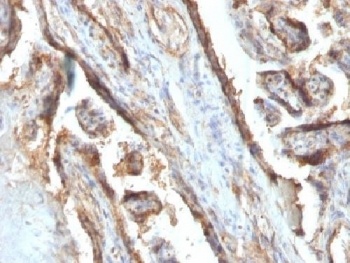 LGALS13 Antibody