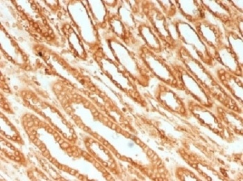 Calnexin Antibody [CANX/1541]