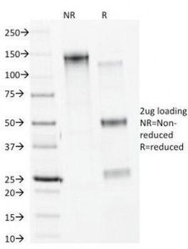 Calnexin Antibody [CANX/1541]