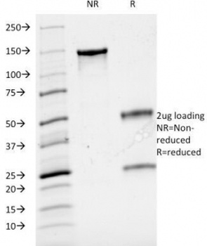 CD3E Antibody