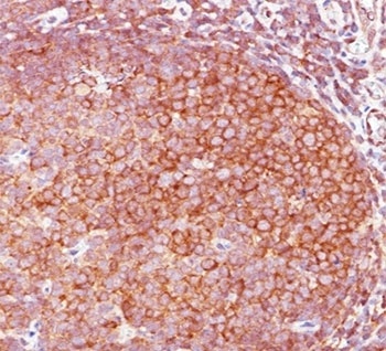 BCL10 Antibody