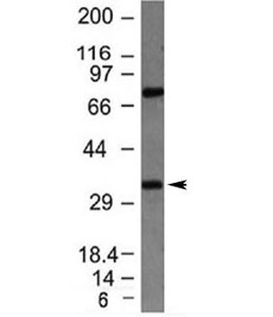 BCL10 Antibody