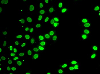 SEPT7. Antibody