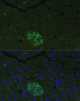 FAM3B Antibody