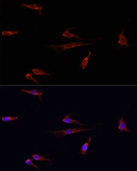 H2AFX Antibody