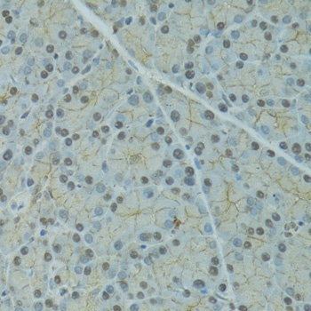 SERPINF2 Antibody
