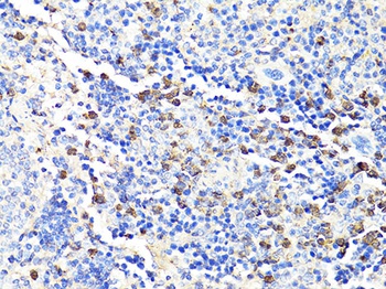 S100A9 Antibody