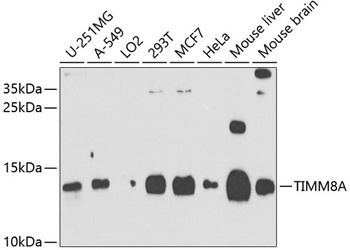 TIMM8A Antibody