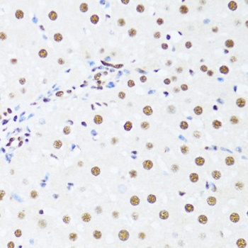 DDX39B Antibody