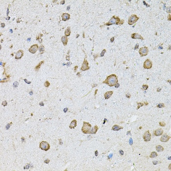 CHRFAM7A Antibody