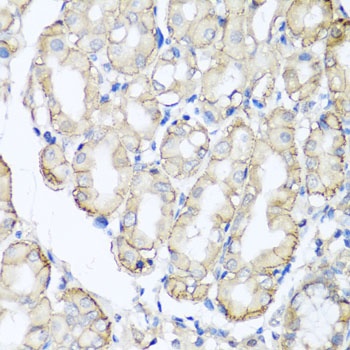 AHCYL1 Antibody