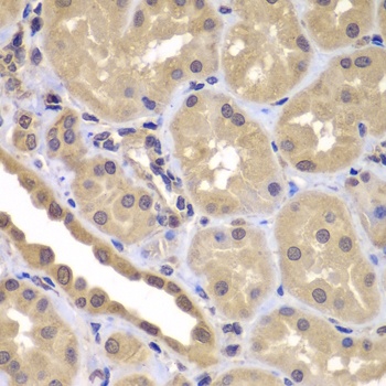 BAG2 Antibody