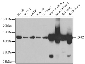 IDH2 Antibody