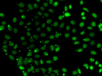 SUB1 Antibody
